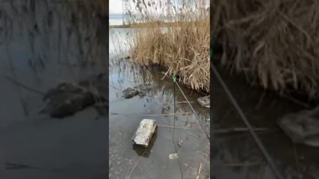 fisherman в прямом эфире!Рыбалка на фидер ,карась !#рыбалка #рыбалканафидер
