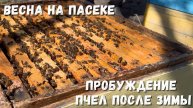 Весна на пасеке: успешное пробуждение пчел после зимы!