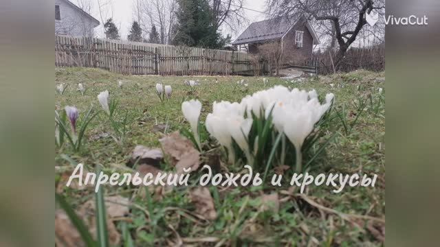 Апрельский дождь и крокусы.   1745273837339_HD.mp4