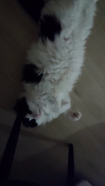 Кот