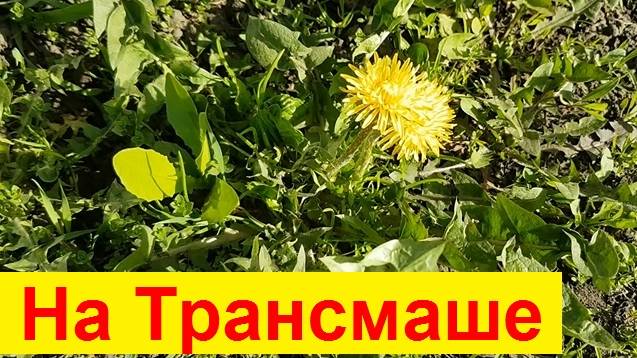 250423 Цветут каштаны, цветы и клумбы у строительного техникума многопрофильный колледж город Орёл г