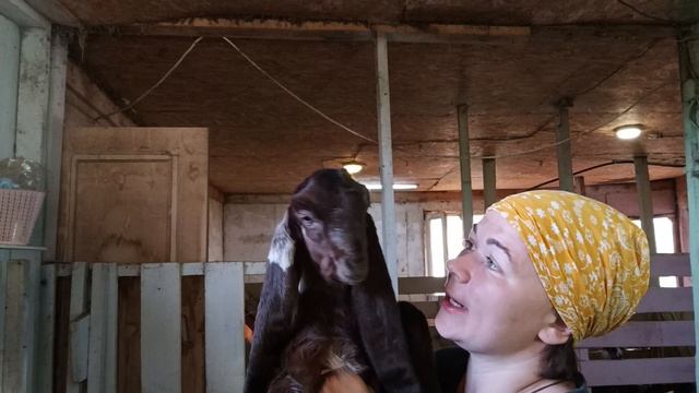 Трое из ларца, разные с лица)Продажа козлика)Ярославская область, Переславский район)