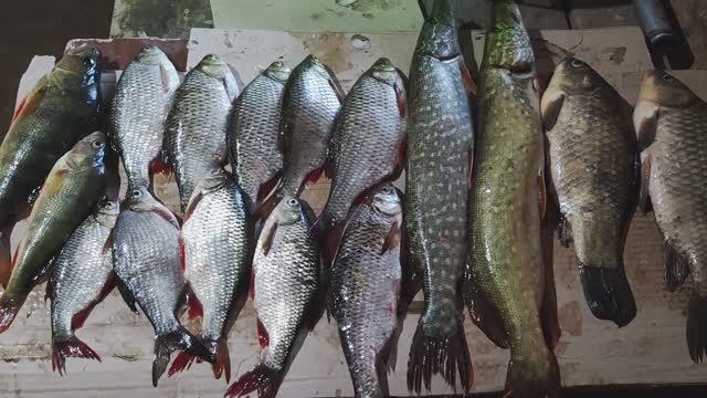 КАРАСЬ, ЩУКА, КРАСНОПЕРКА, ГУСТЕРА, ОКУНЬ!!И УХА И ЖАРЕХА И ПОСОЛ))ХОРОШО ПО РЫБАЧИЛИ))