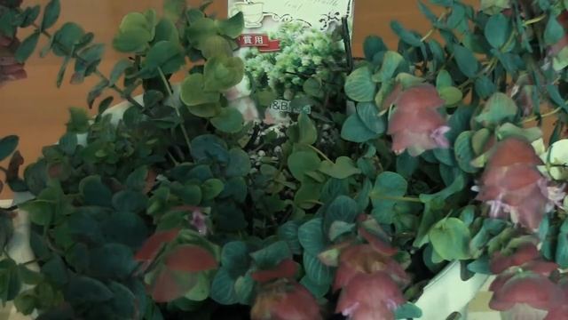 オレガノミルフィーユリーフの剪定方法☆Pruning method of Kirigami Ornamental Oregano