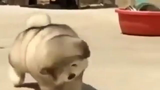 🐕🐕🐕🐕кто любит собак ставьте лайк и подпишитесь на канал