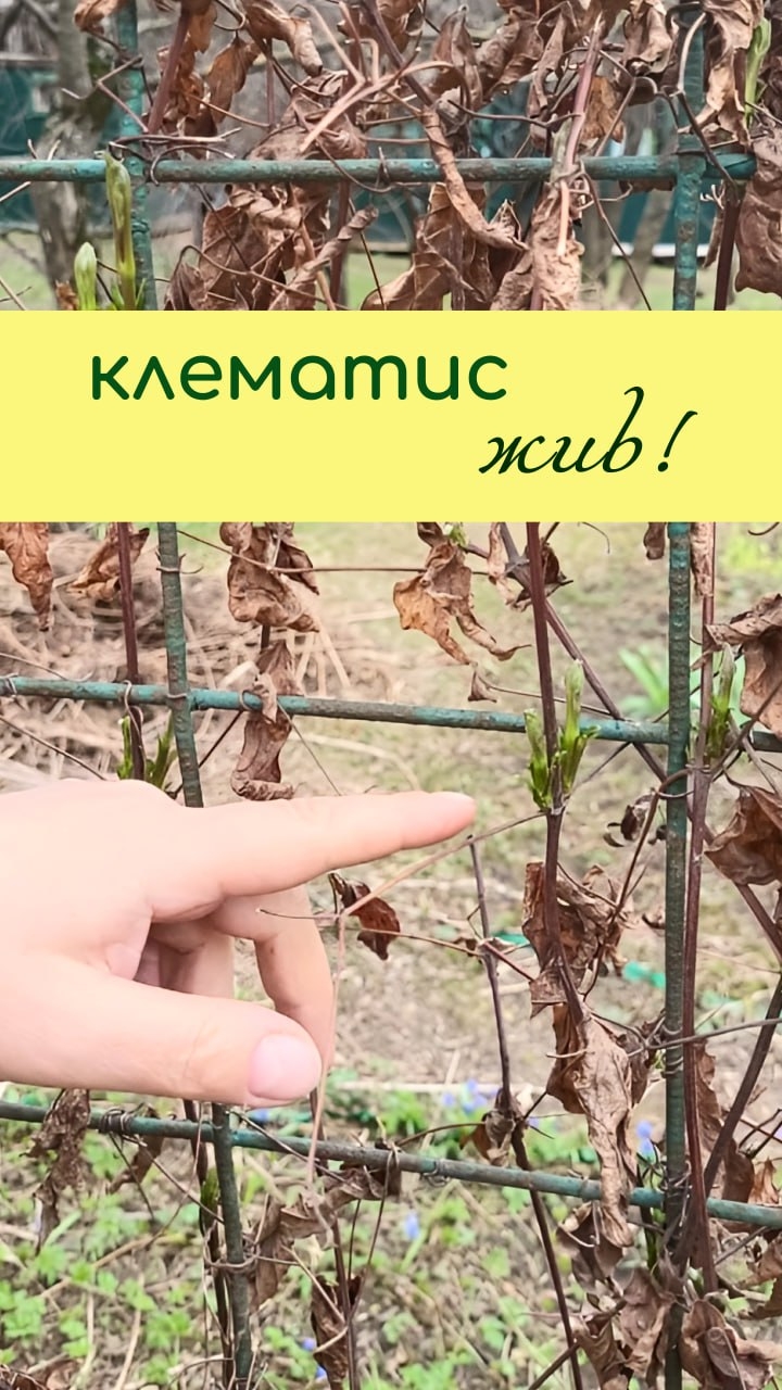 КЛЕМАТИС жив!