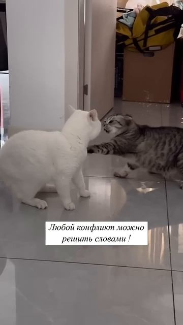 Решайте конфликты мяяяугко!