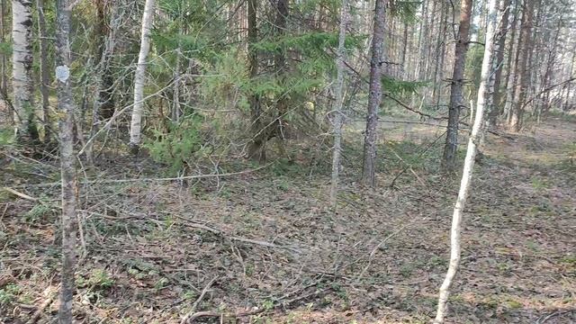 🌿 Как узнать вечнозелёные растения в лесу: брусника, мох и можжевельник – Natures Quiet Retreat