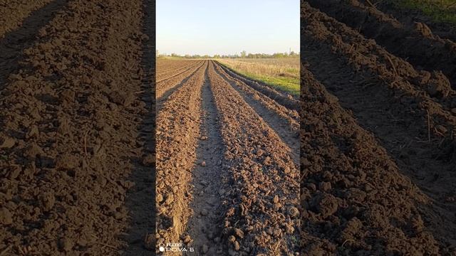 Разметка рядков под картошку!