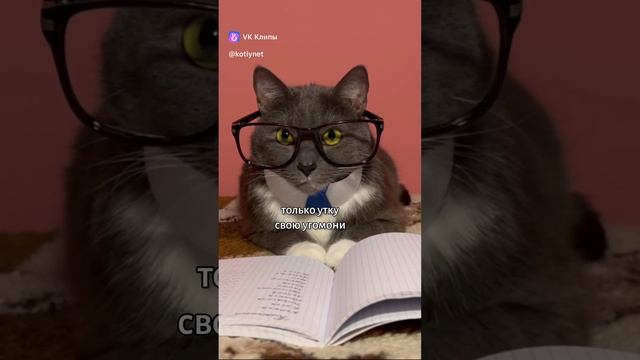 Если бы котики ходили в школу - шпаргалка😸