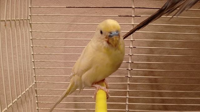 Попугай Кеша 🦜