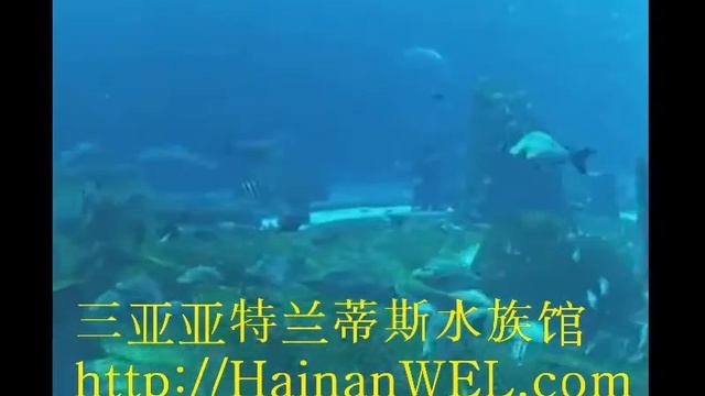Oceanarium In Sanya, Hainan, China   Underwater World With Live Rays, Sharks And Fish Behind The Gl