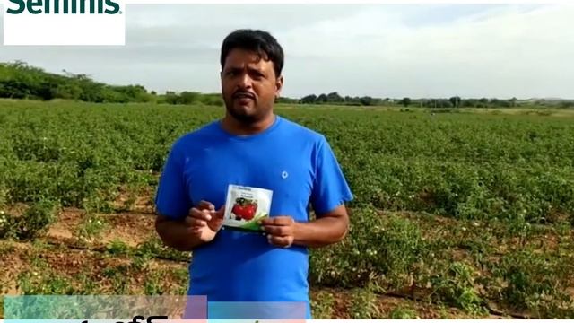 Bayer Seminis Tomato!! 🍅 ( Ashutosh) Kalyandurgam market