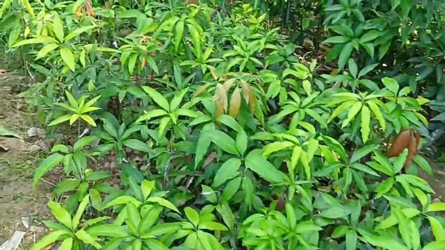 आम की सभी रंगीन किस्मों के पौधे अवेलेबल  / Rais Nursery Co No 9219263385