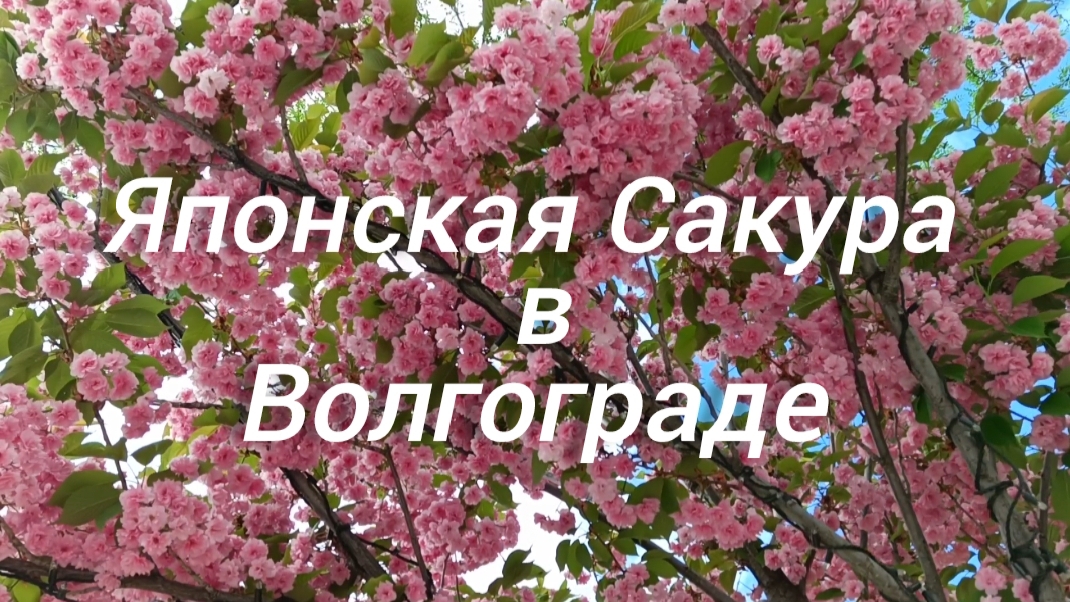 Волгоград. Цветение Японской Сакуры. 24.04.2025🔸