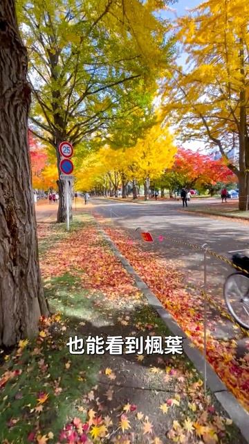 銀杏見頃│北海道大學金葉祭│銀杏並木道（イチョウ並木）│日本旅遊　文化 學日文