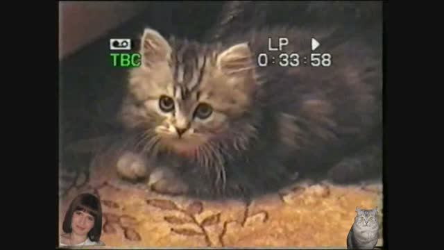 Наша кошка-1