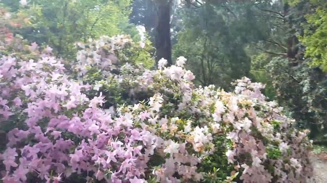 Beautiful garden bird flower