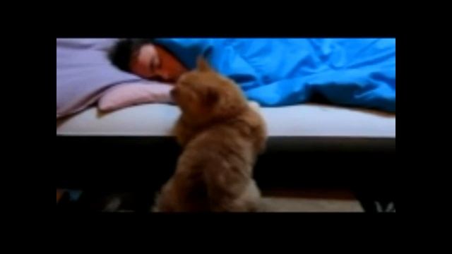 ЛУЧШИЕ ПРИКОЛЫ 2016 МАЙ Самые смешные приколы МАЙ 2016