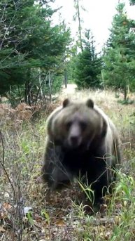 Grizzly bear coming at you in slow motion #animals