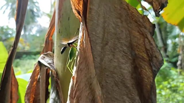 wasp killing grasshopper#wasp#grasshopper# wasp fight#