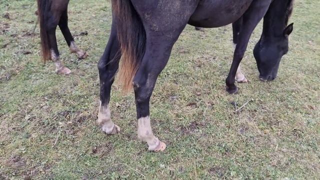 Продажа Ахалтекинских лошадей.Sale of Akhal-Teke horses.https://akhaltekellc.com