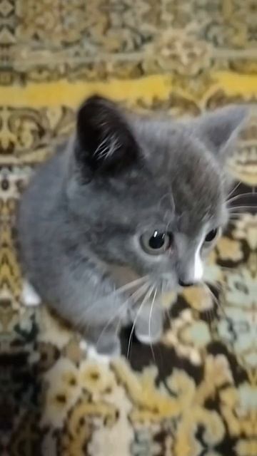 Муся