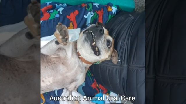 Wookies Teeth Clean - Dog Dental