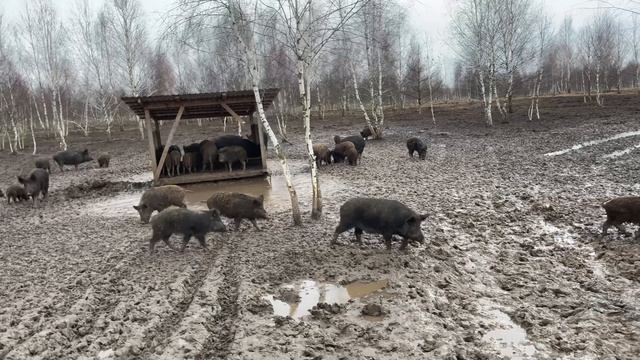 Охота на Кабана