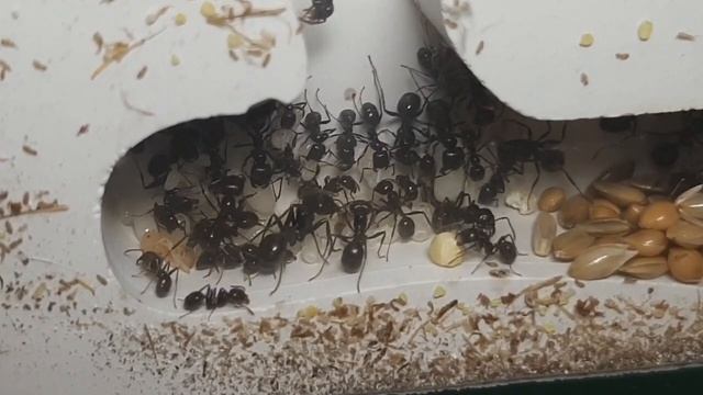 ant farm - messor barbarus