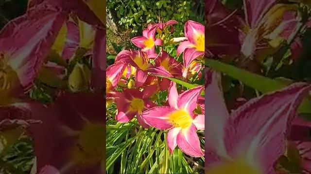 Лилейники в саду. Сорт Чикаго Джевел , крупноцветковый