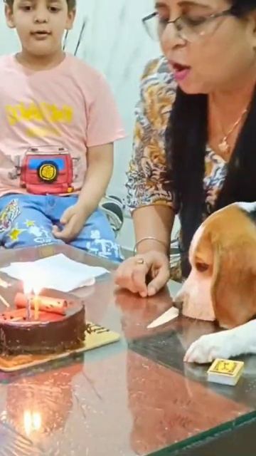 My Scooby the beagle too want to cut Cake 💕🥰. Do watch the more celebration in the below link.