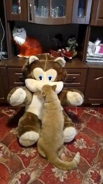 рыжий кот ,(мандарин).