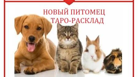 Новый питомец.Таро-расклад.