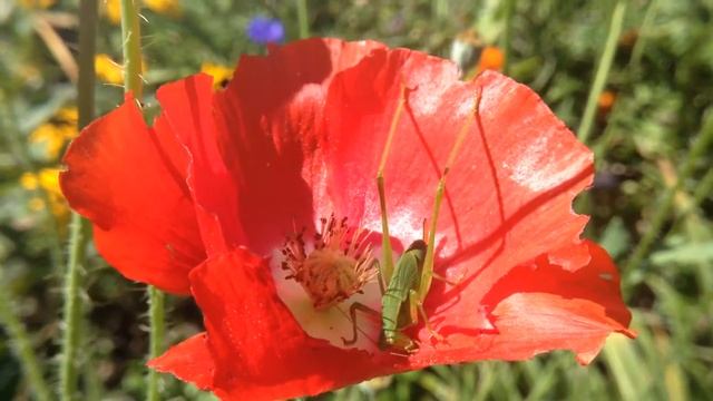 Poppies & Grasshopper - Quiet Moments