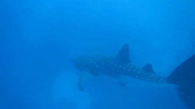 Whale shark 4/9/2017 sharm el naga