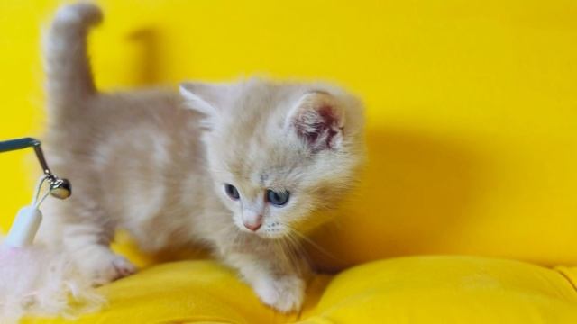 Мимишный манчкин супермини Мармелад 🩷 ШОУ 🔥
https://vk.com/okcats_40
Inst: @okcats_40