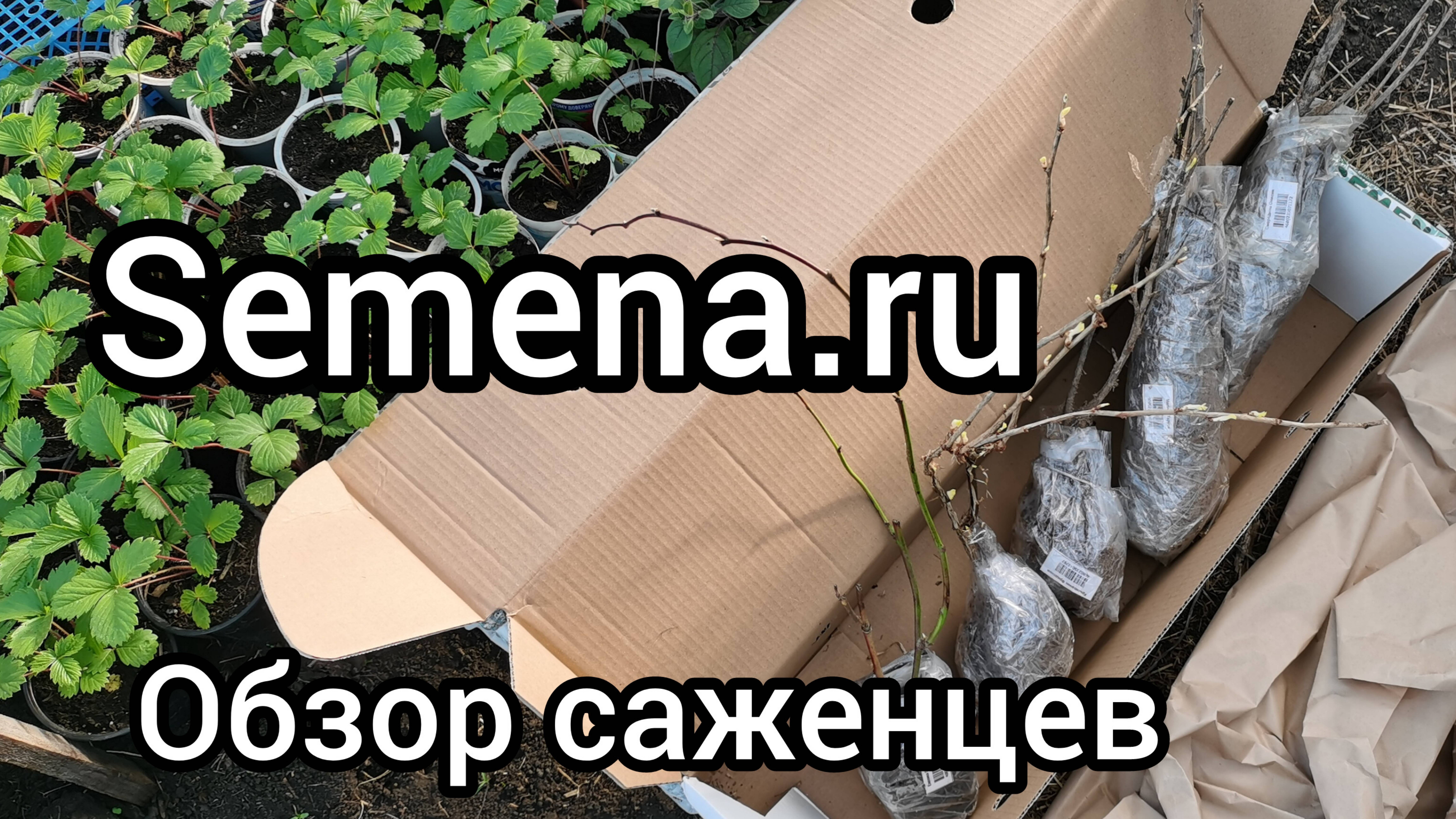 Саженцы почтой от Семена ру. Так повезло в первый раз! Честный отзыв.