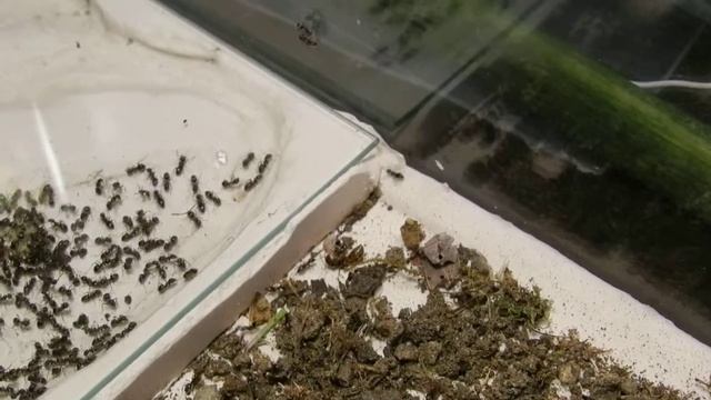 Lasius umbratus, try of fondation 1(failure)