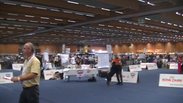 Rottweiler Euro Dog Show in Wels Austria 2019