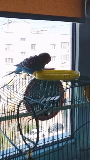 Закаляйся, если хочешь быть здоров.
Джакузи на крыше дома.mp4