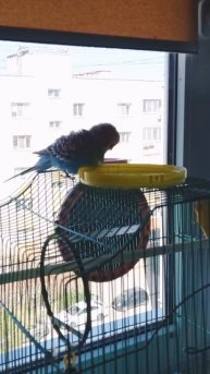 Закаляйся, если хочешь быть здоров.
Джакузи на крыше дома.mp4