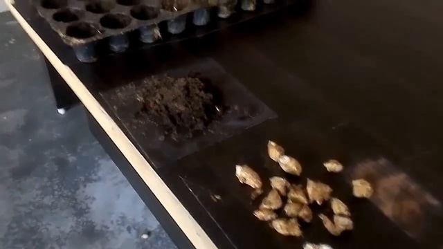 Pro-Tray Ginger Farming [ अदरक की खेती प्लास्टिक ट्रे में ] || Hello Kisaan [ English Subtitles ]