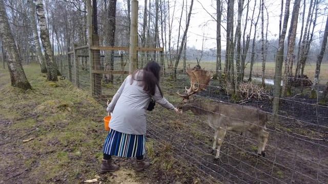 Сафари парк с оленями, их можно покормить | Как провести выходные в Латвии с пользой для души и тел