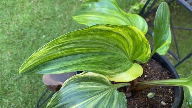 Featured Plant for the Day - Hosta