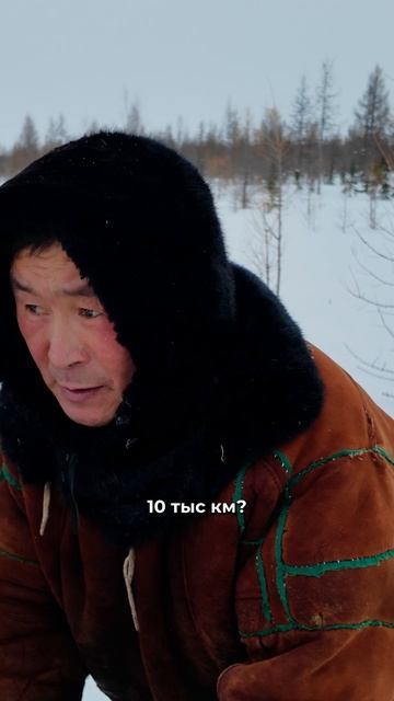 Сколько километров проезжает оленевод за зиму? Ответ в ролике.
