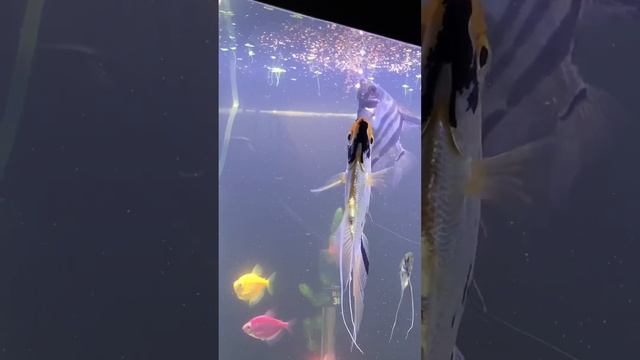 #аквариум #кормдлярыб #едадлярыб #aquarium #fish #aquascape #aquariumfish #guppy #Akva_boss
