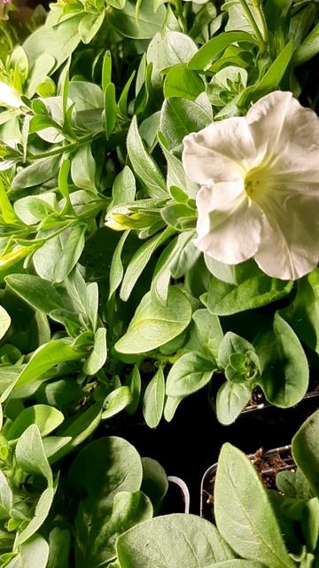 рассада питунек 2025.