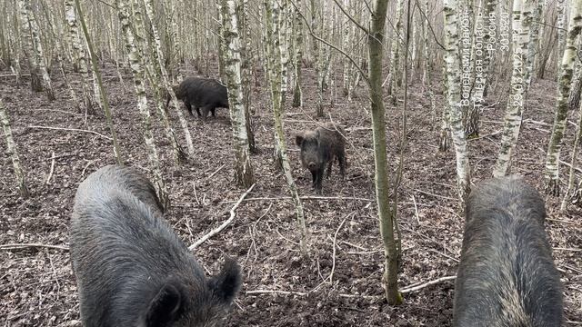 Охота на Кабана