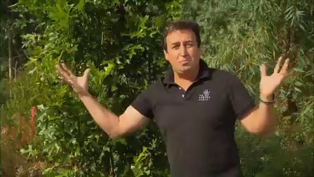 The Garden Gurus - Tree Guru